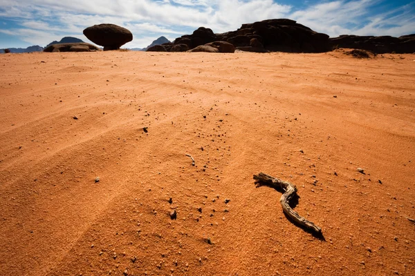 Branch laying on the Wadi Rum desert — Stock Photo, Image