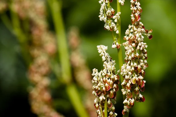 Kleine weiße Blüten auf grünem Hintergrund — Stockfoto