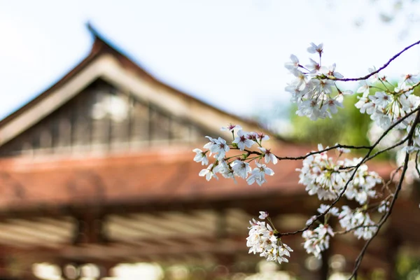 stock image Cherry blossom with Japanese house behind,