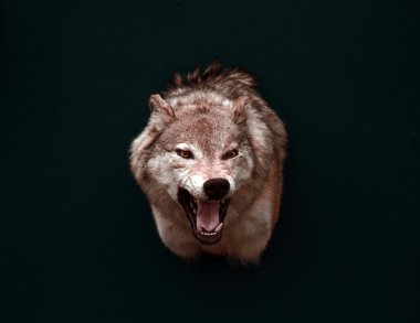 The wolf in the dark clipart