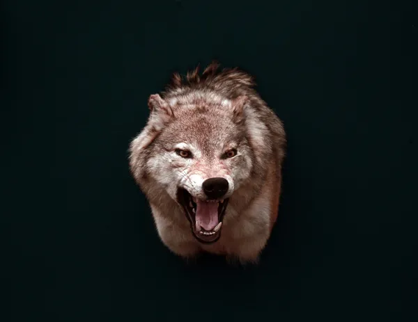 The wolf in the dark — Stock Photo, Image