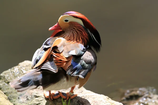 stock image Mandarin duck