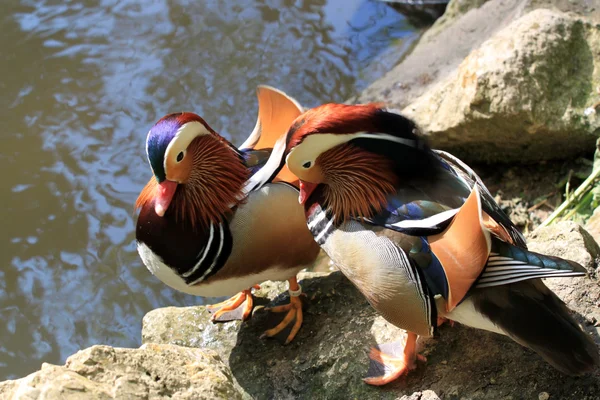 stock image Two mandarin ducks