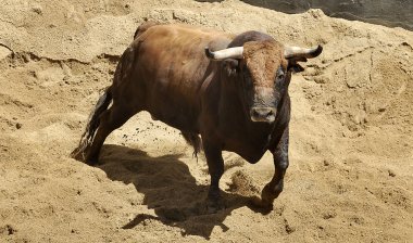 Fighting bulls clipart