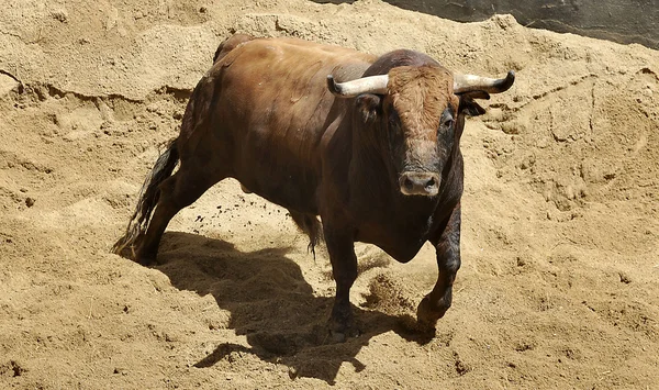 stock image Fighting bulls