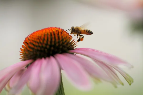 Margaridas e abelhas Fotografias De Stock Royalty-Free