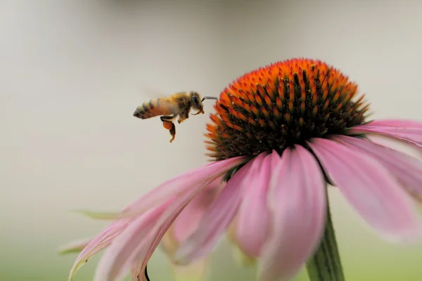 Stokrotki i pszczoły Zdjęcie Stockowe