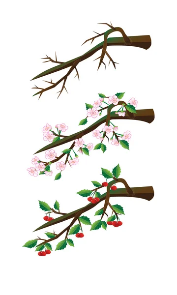 桜の枝. — ストックベクタ