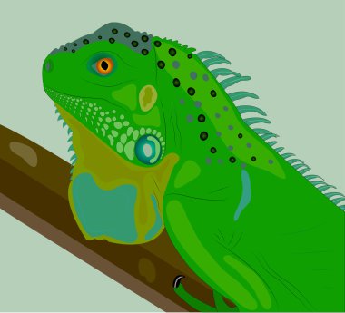 The curious iguana on a branch. clipart