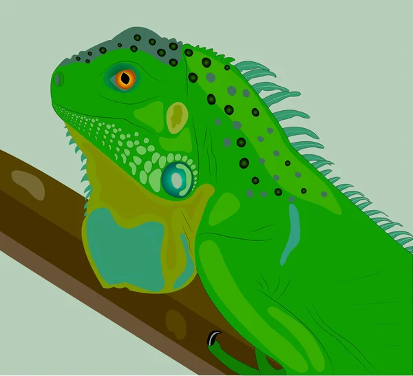 Ciekawy iguana na oddział. Grafika Wektorowa
