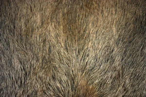 stock image Fur of wild boar