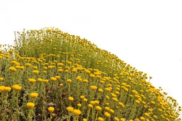 stock image Camomile