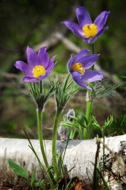 Pulsatilla patens clipart