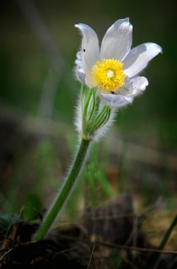 Pulsatilla patens