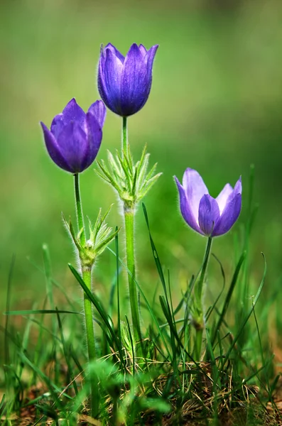 stock image Pulsatilla patens