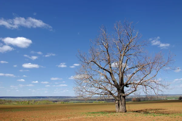 stock image Spring