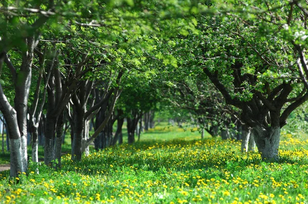 stock image Spring