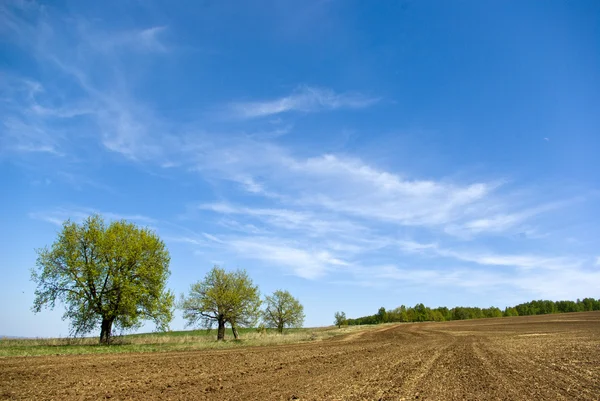 stock image Spring