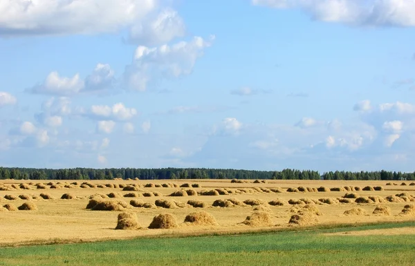 stock image Summer