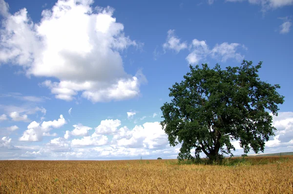 stock image Summer