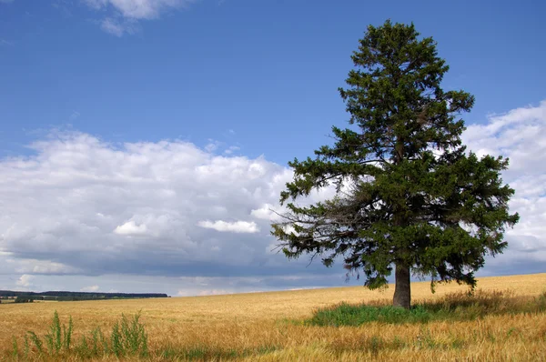 stock image Summer