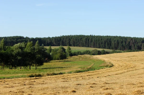 Літо — стокове фото