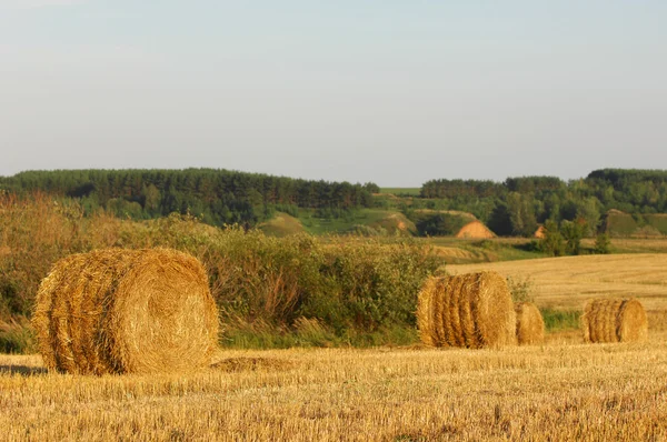 Summer — Stock Photo, Image