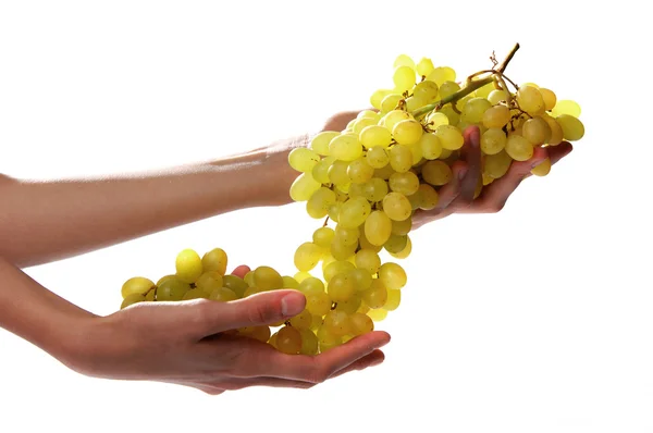 stock image Hands. grapes