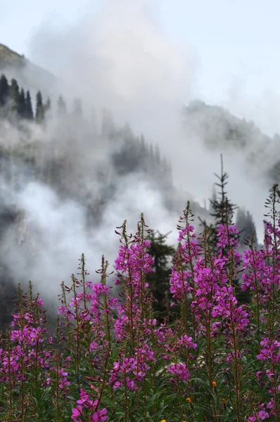 stock image Mountains