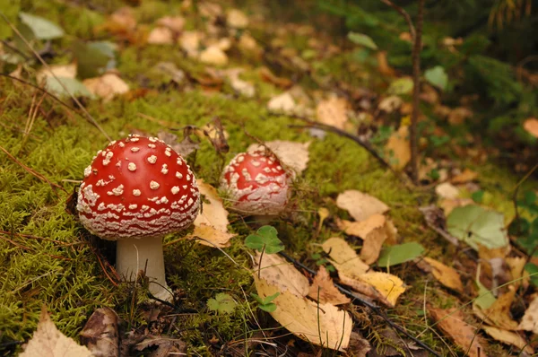 stock image Mushroom