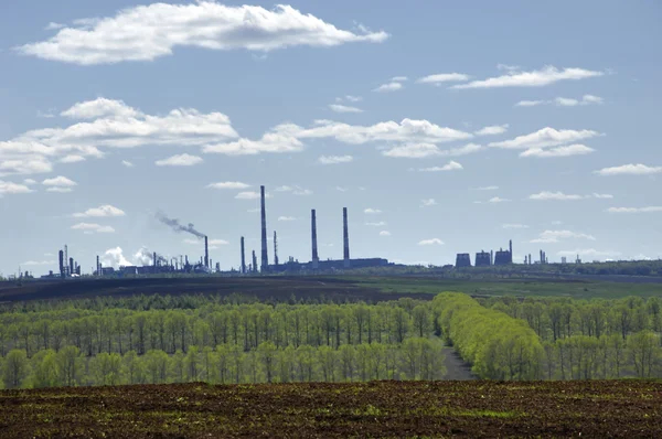 stock image Plant