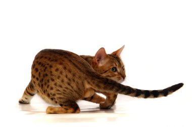 The cat, leopard cat clipart