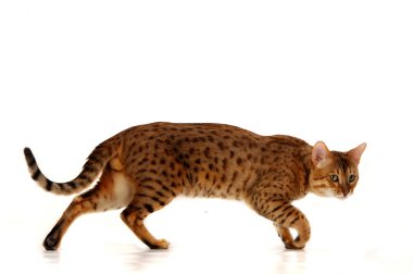 leopar kedi