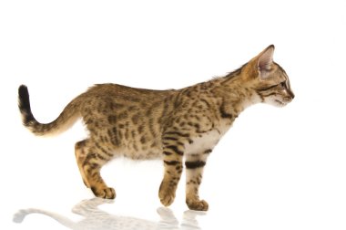 leopar kedi