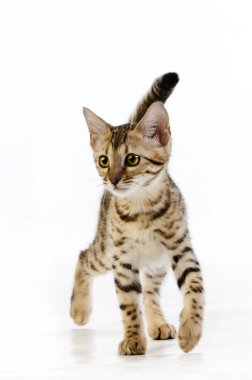 leopar kedi