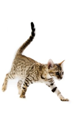 leopar kedi