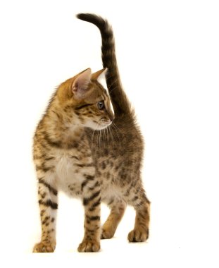 leopar kedi