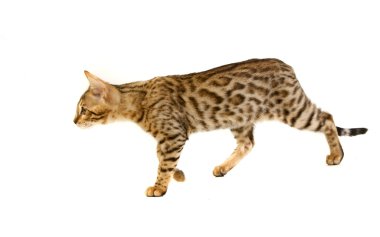 leopar kedi