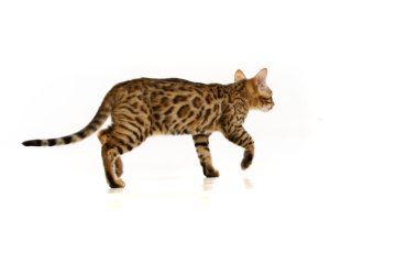 leopar kedi