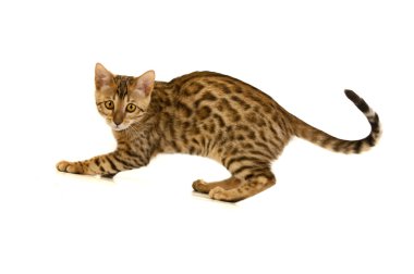 leopar kedi