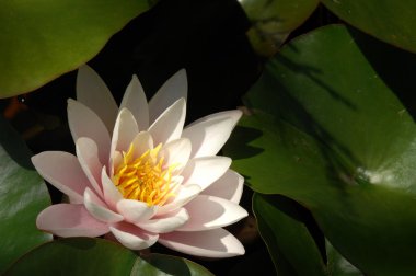 Lotus