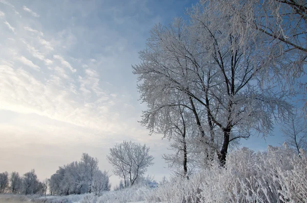 Iarna — Fotografie, imagine de stoc
