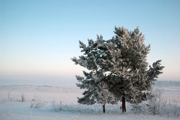 Winter — Stock Photo, Image