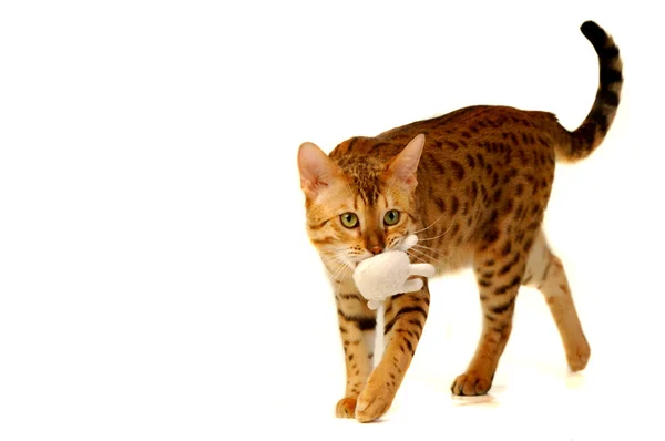 stock image The cat, leopard cat