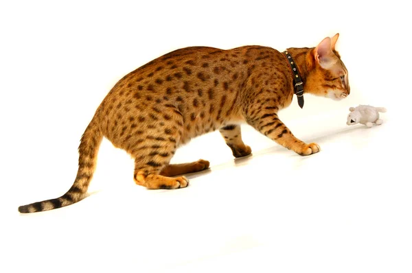 Stock image The cat, leopard cat