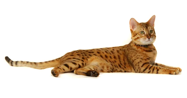 Leopar kedi — Stok fotoğraf