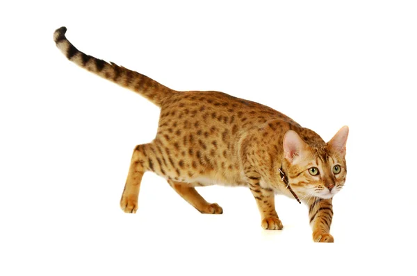 Kucing, kucing macan tutul — Stok Foto