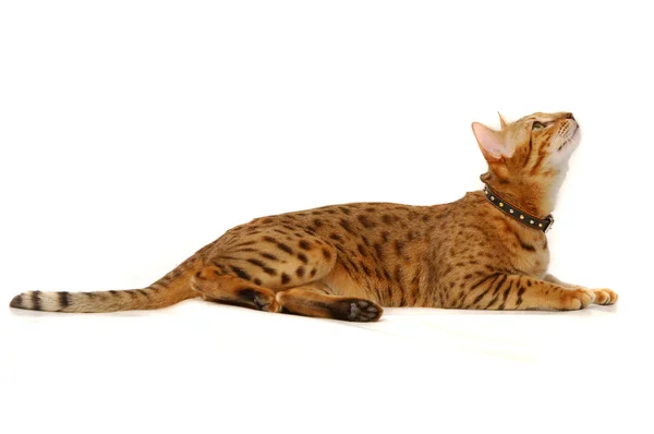 Katten, leopard katt — Stockfoto