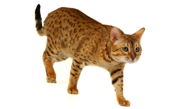 O gato, gato leopardo — Fotografia de Stock