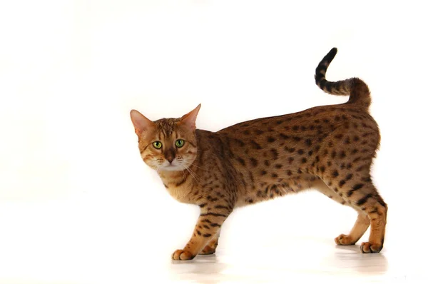 Кіт, леопардний кіт — стокове фото